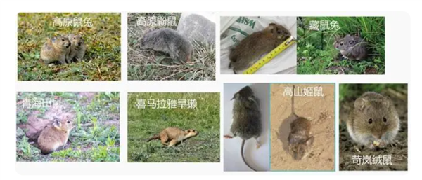 一亩地几百个洞:青藏高原的鼠害为何如此严重?