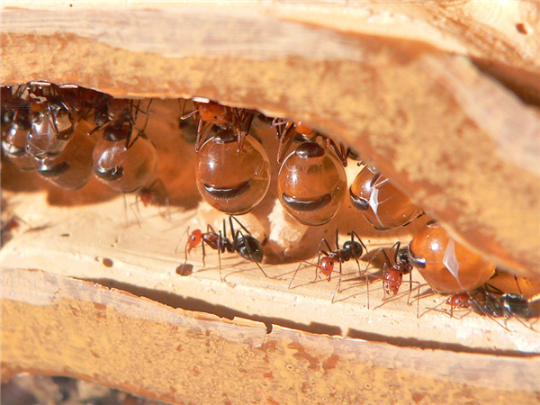 米其林餐厅用蚂蚁做甜品！胖得像葡萄：一口爆浆全是花蜜