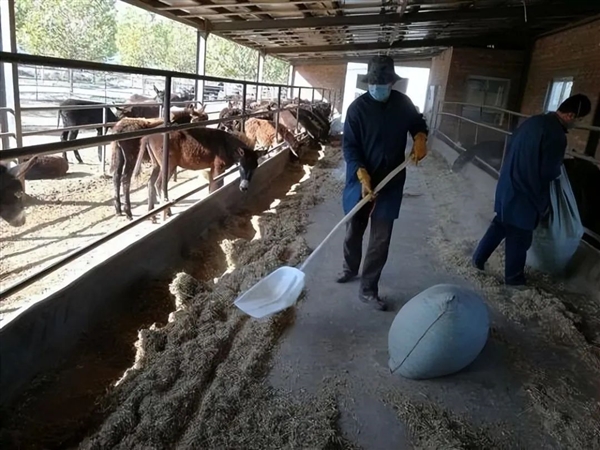 驴肉好吃 驴皮可以做阿胶 为什么不大范围养驴呢