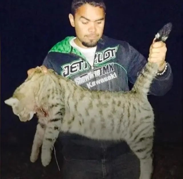 流浪肥猫大如虎 澳大利亚禁止猫咪出门!抓到就罚1.1万元