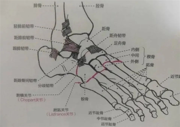 人体共有206块骨头 为啥中国人却普遍只有204块