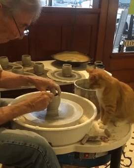 猫师傅、你是干什么工作的?