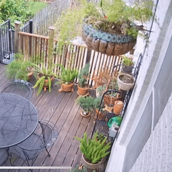 年度最倒霉的猫 被沙发撞到缝针：还因此得了个奖