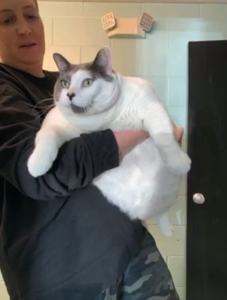 世界最胖的猫在数万人的监督下被迫减肥：一年后能跳上桌子了
