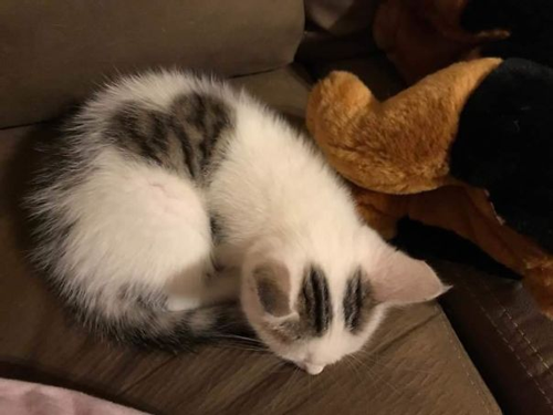 20个小猫身上笑死人的奇葩花纹：只有你想不到！