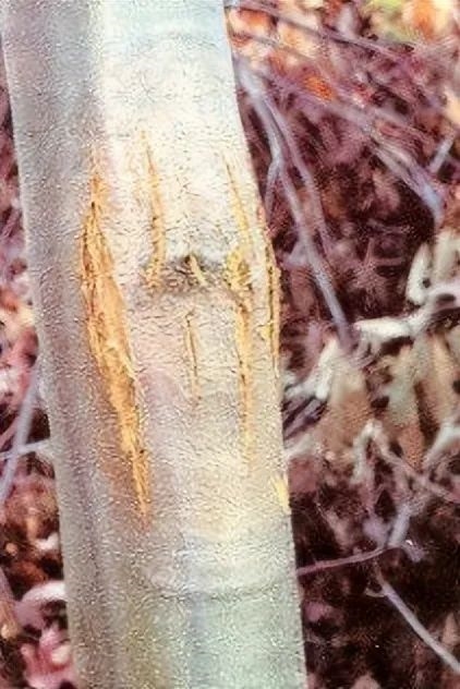 超级真菌入侵美国:50年灭绝40亿棵板栗树