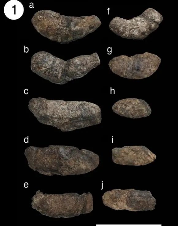 重大发现！中国科学家从3500万年前的粪便中发现地球长这样
