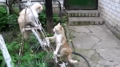 乌龟咬猫咪 被闪电躲开 网友神评：弹射的嘴不如瞬移的腿