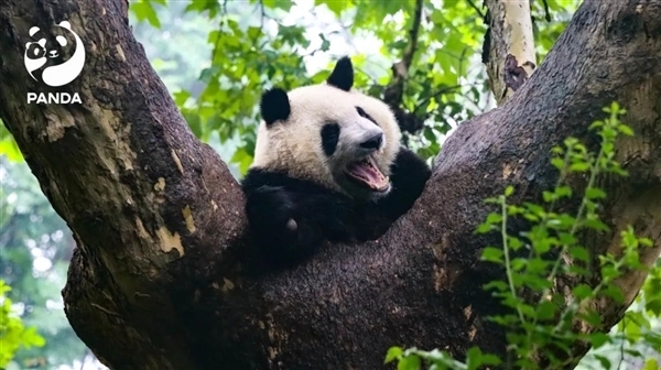 秦岭大熊猫研究中心致歉：饲养员用铁锨驱打大熊猫已被辞退