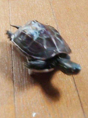 日本网友家的乌龟竟学会了玩滑板：还总喜欢撞猫