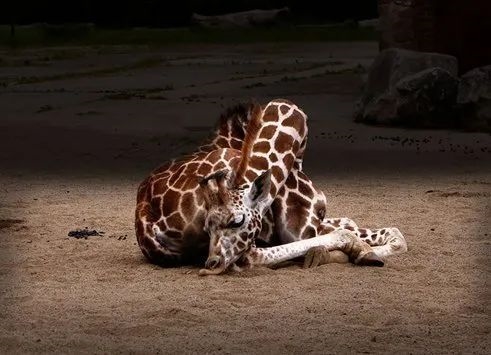 日本站立式睡眠舱半小时41元 送一杯咖啡：站着怎么睡？