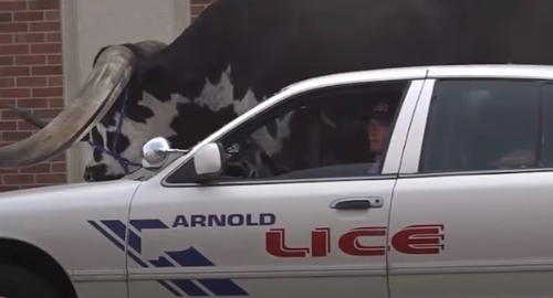 超离谱的牛头车：牛坐进了副驾 牛粪把车窗都糊死了