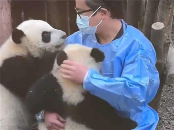 向残疾熊猫福菀泼水3游客身份未确定:初步断定为3女娃