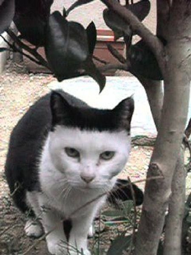 20个小猫身上笑死人的奇葩花纹：只有你想不到！