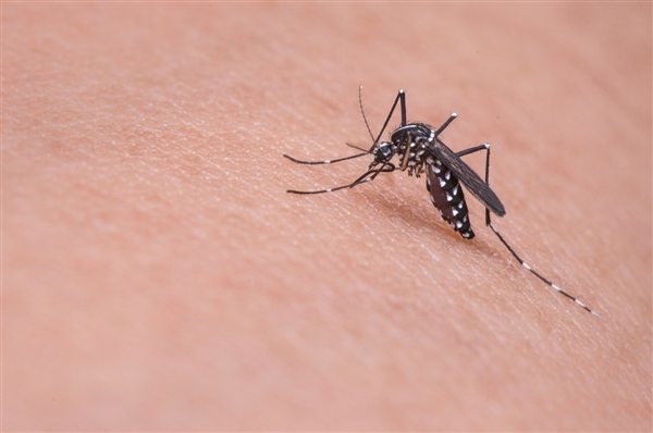 全球变暖的“并发症”：专家警告未来蚊虫可全年无休