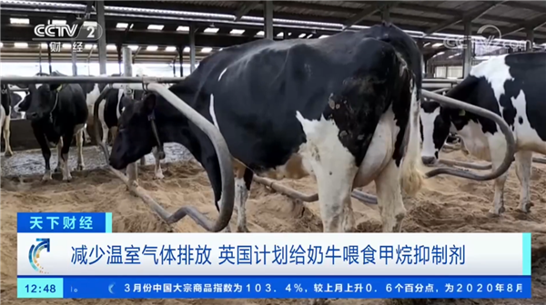 打嗝放屁也是大麻烦：一头牛放的屁可供汽车开一天！