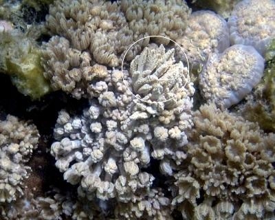 海葵：可恶 有“脏东西”混进来了……