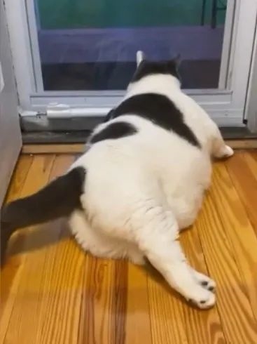 世界最胖的猫在数万人的监督下被迫减肥：一年后能跳上桌子了