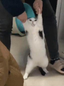 20个小猫身上笑死人的奇葩花纹：只有你想不到！