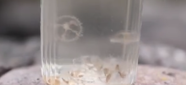 被喻为“水中大熊猫”！海南五指山发现桃花水母：对水质要求严苛