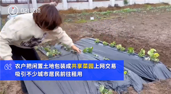 上海掀起租地种菜热 1500元一年:锻炼身体有成就感 一亩地净赚上万