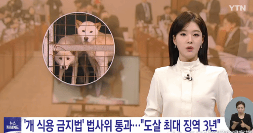 韩国成功立法取缔狗肉产业：但大量从业者不答应
