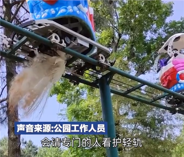 孔雀为躲游客拔毛被滑车碾压:为珍贵白孔雀!景区回应