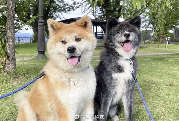 忠犬“八公”海外受欢迎！日本为秋田犬发“数字血统证明”：防止