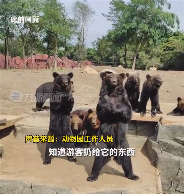 动物园棕熊能懂人话 被质疑是人假扮：回应确实是真熊