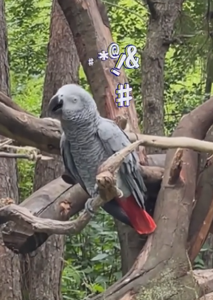 游客在动物园被鹦鹉骂了：工作人员称还没掰回来