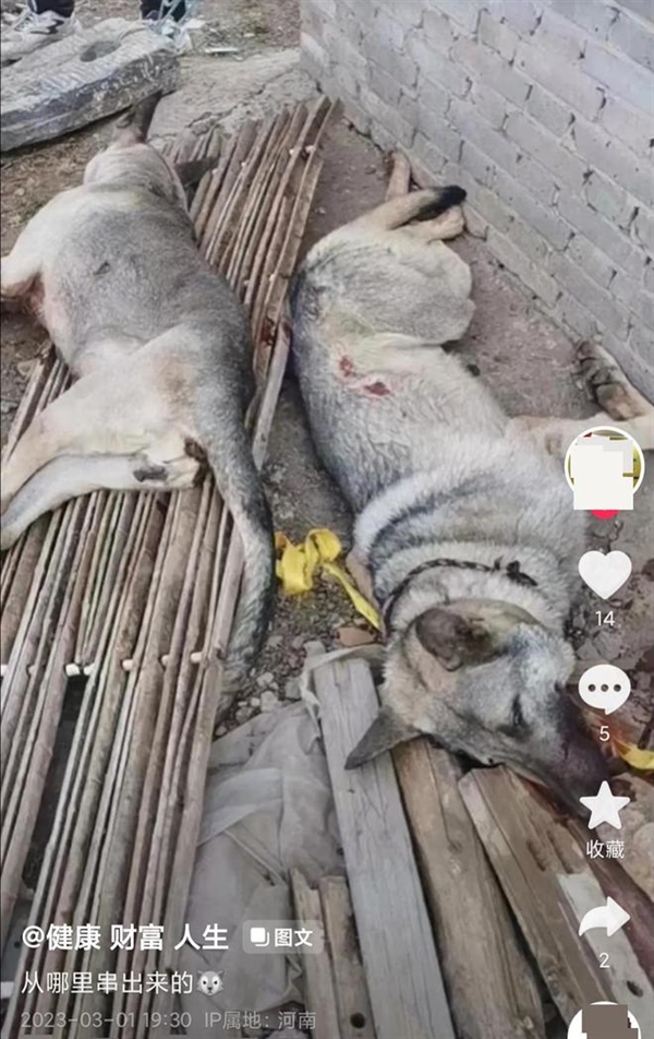 4条狼青犬咬死几十只羊!警惕:性情凶狠、攻击性非常强