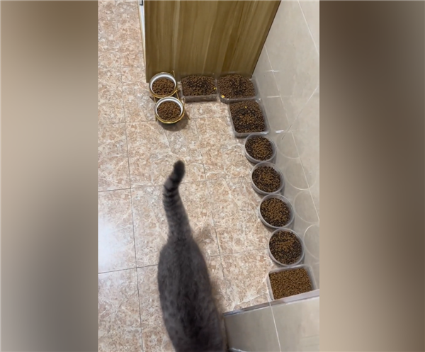主人过年离家10天给猫备10碗粮17碗水加7盆猫砂 网友：留守喵惹人怜