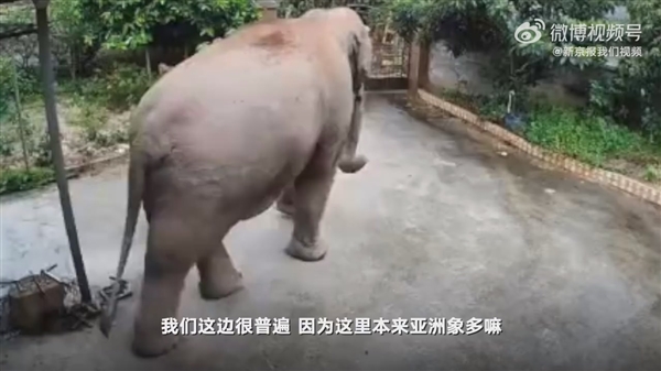 云南大象破门闯入居民家吃饭菜：不是第一次、无人机监控