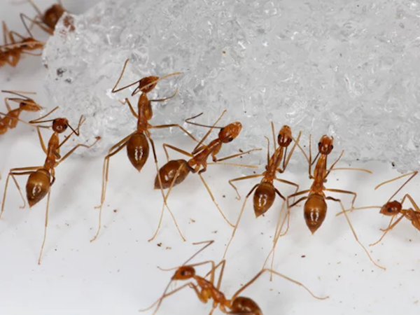 生物学上第一次！科学家发现首个有两套DNA动物：名为黄疯蚁