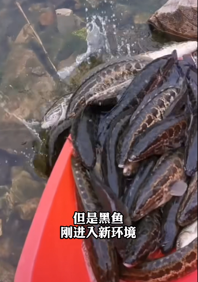 放生大鱼游回岸边“致谢”放生者?别自作多情了 800万粉大V科普
