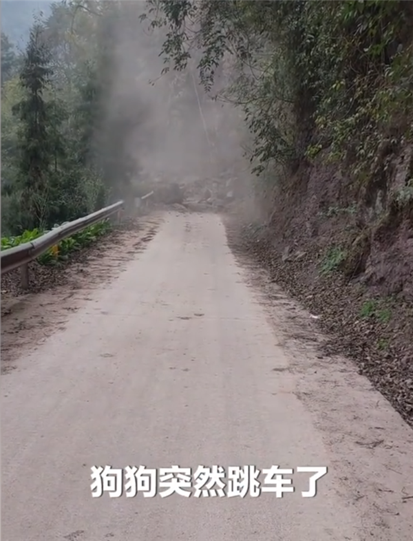 万物有灵 被收养流浪狗跳车拦住怀孕主人 下一秒山路塌方