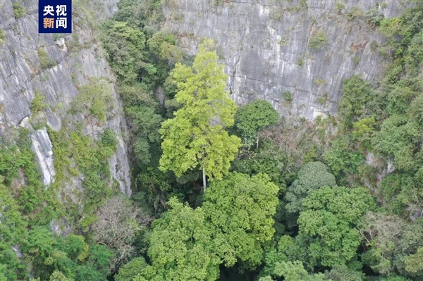 72.4米!广西发现中国岩溶地区最高树:年龄约150年
