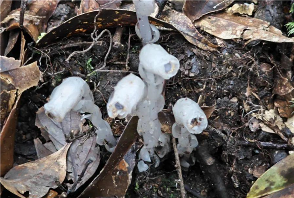 不可思议！柳州惊现神秘“冥界之花”：半透明鳞片 每年300多天隐藏地下
