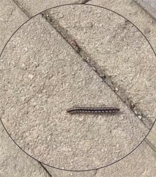 成都升温 千足虫满街爬:专家科普小心毒臭液