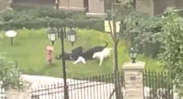 官方通报：2只恶犬撕咬2岁女童 主人被采取刑事措施