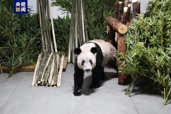大熊猫丫丫到达北京动物园:暂时不对外展出