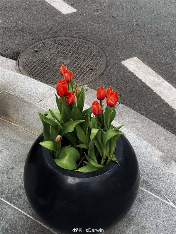 小红书滤镜景点又来了!让7朵郁金香撑起上海武康路流量
