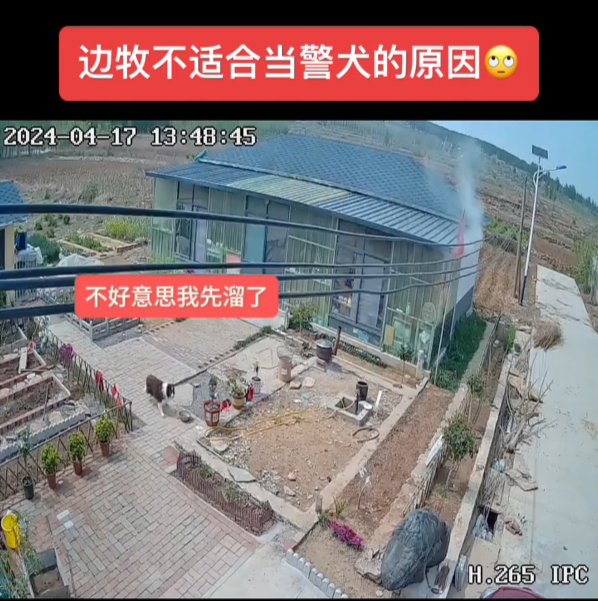 家中失火边牧第一个溜了 土狗留在屋内照顾狗仔