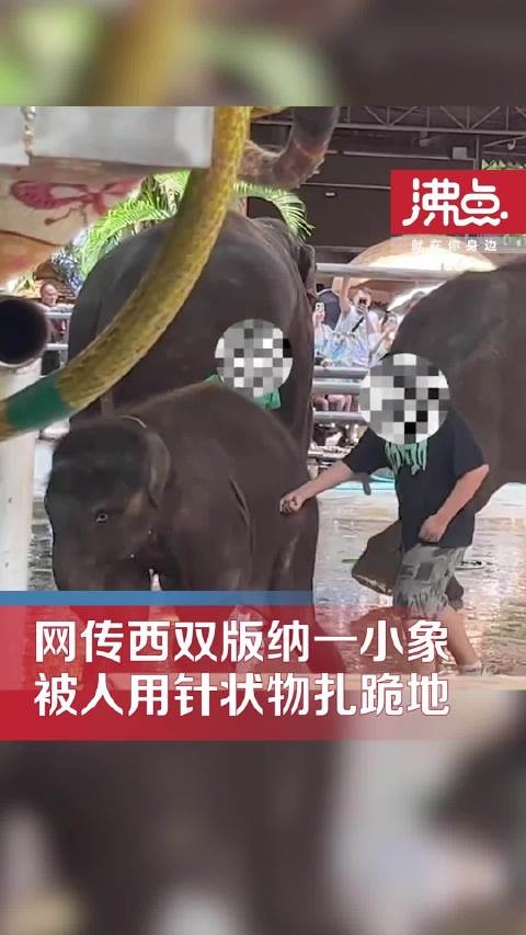 网传云南一公园多人用针扎小象引围观 官方回应:网友呼吁不要再看动物表演