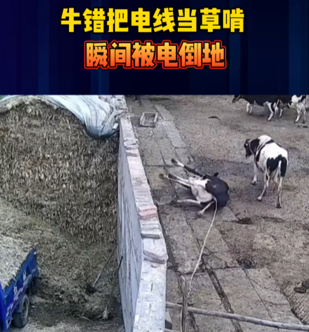 老牛嚼电线被击倒 网友:应该是母牛 因为公牛不漏电