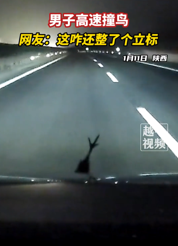 男子高速撞鸟 鸟腿成三叉戟立标 丰田秒变“玛莎拉蒂”