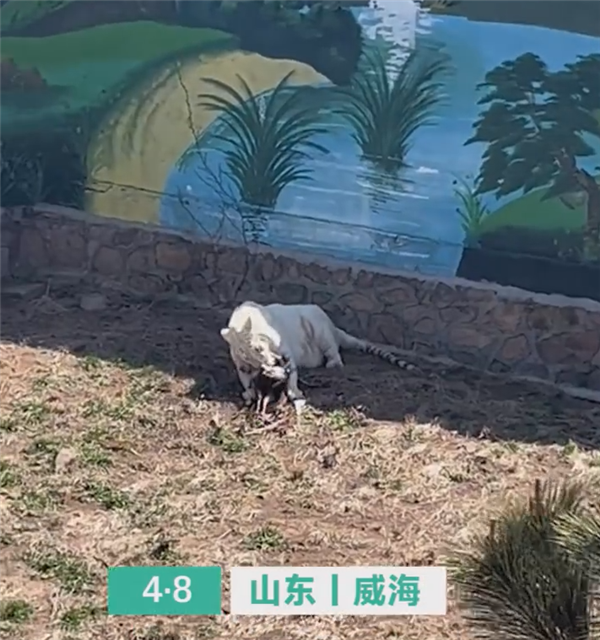 动物园老虎把孔雀吃了!园区回应:首次发生 没办法