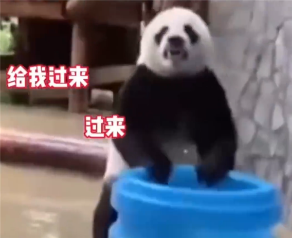 旅俄大熊猫画风突变体重狂飙40公斤:摸爬滚打样样精通