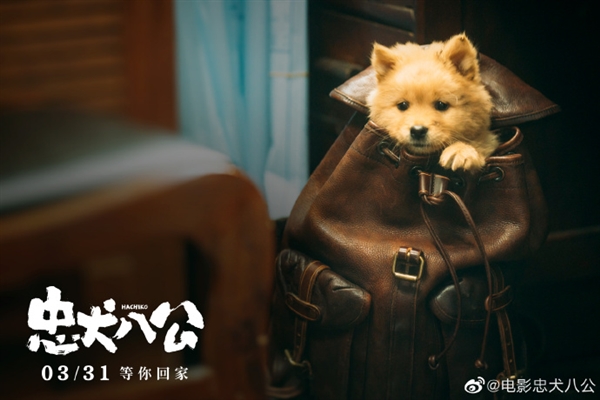 电影《忠犬八公》定档3月31日:中华田园犬八筒软萌登场