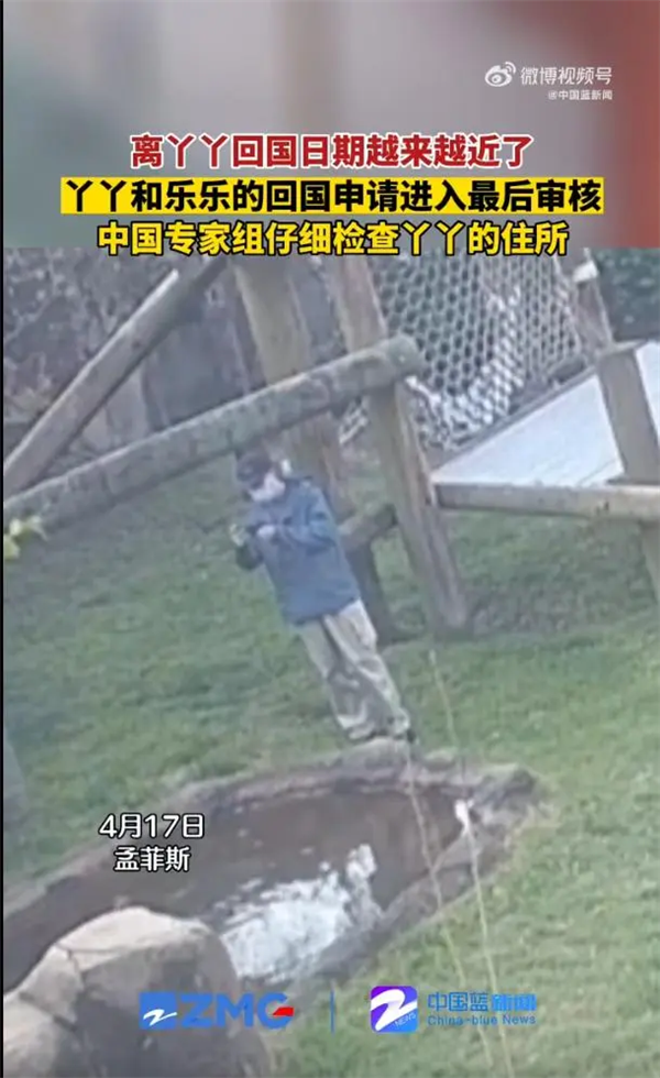 丫丫乐乐回国申请进入最后审核:中国专家仔细检查丫丫住所